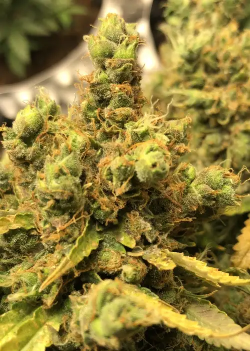 Sour Orange Auto by The Bakery Seed Co., Autoflower cannabis strain