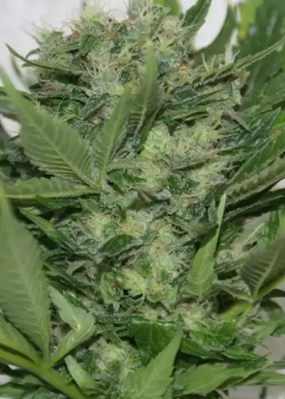 Sour P by Resin seeds, Photoperiod cannabis strain
