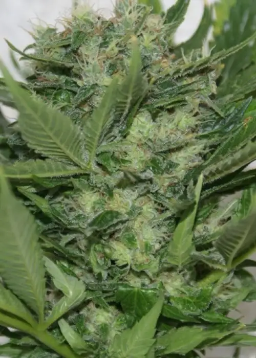 Sour P by Resin seeds, Photoperiod cannabis strain