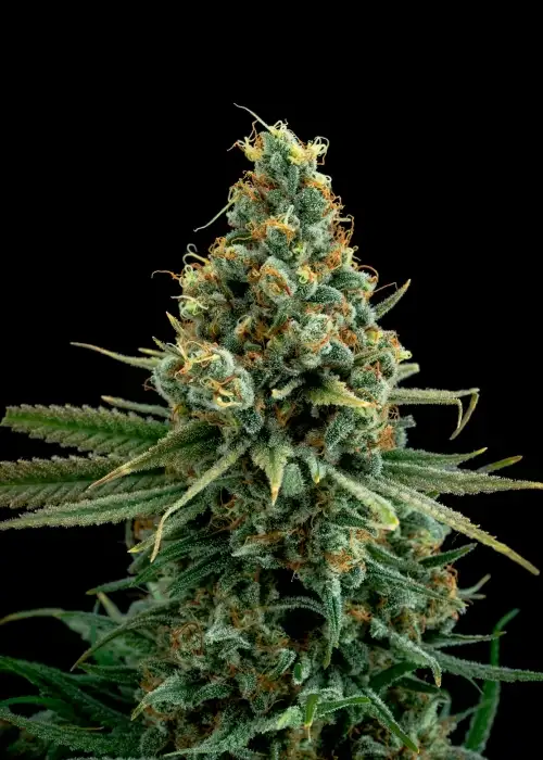 Sour Patch Kiss by Elev8 Seeds, Photoperiod cannabis strain