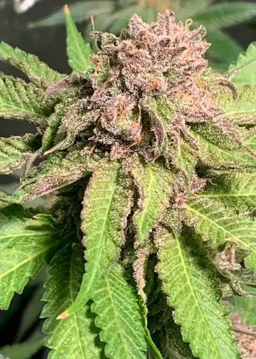 Sour Patch Punch by Future Genetix, Photoperiod cannabis strain