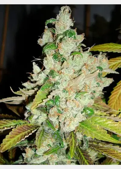 Sour Pink Grapefruit by HortiLab Seeds, Photoperiod cannabis strain