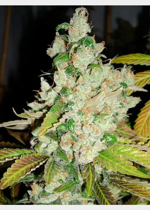 Sour Pink Grapefruit by HortiLab Seeds, Photoperiod cannabis strain