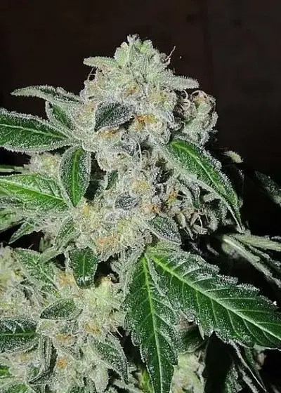 Sour Power OG by Karma Genetics, Photoperiod cannabis strain
