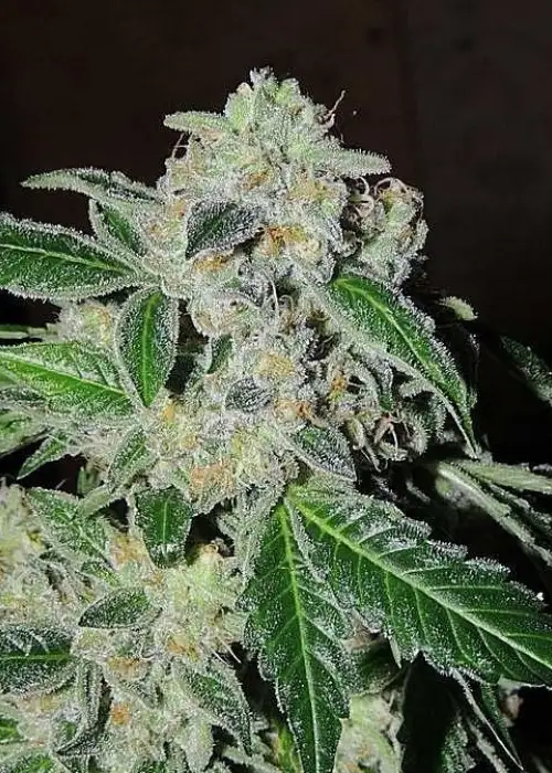 Sour Power OG by Karma Genetics, Photoperiod cannabis strain