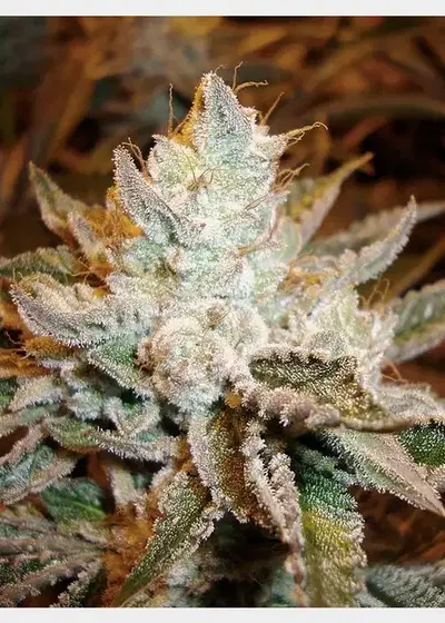 Sour Power by HortiLab Seeds, Photoperiod cannabis strain