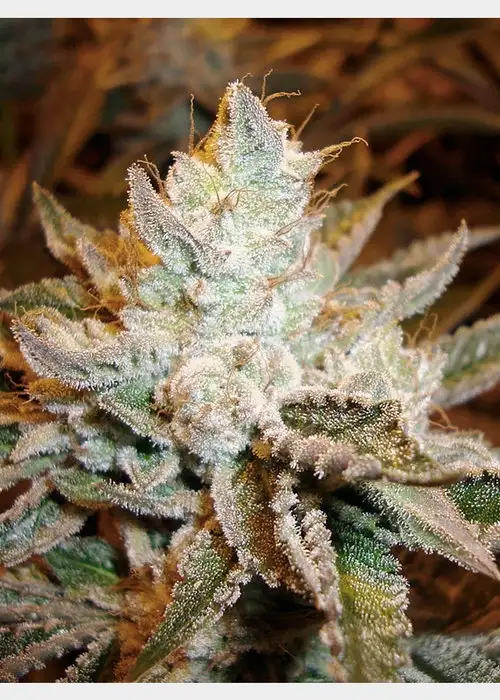 Sour Power by HortiLab Seeds, Photoperiod cannabis strain