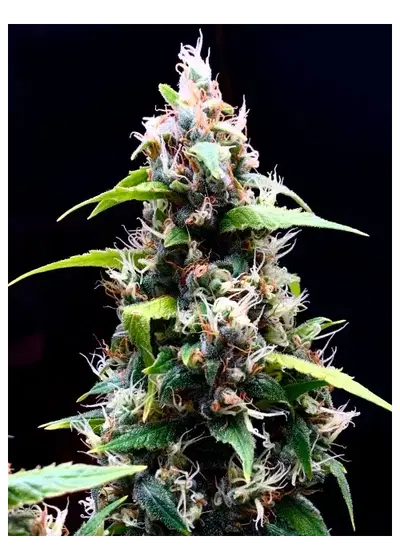 Sour Puffs regular by Doctor's Choice, Photoperiod cannabis strain