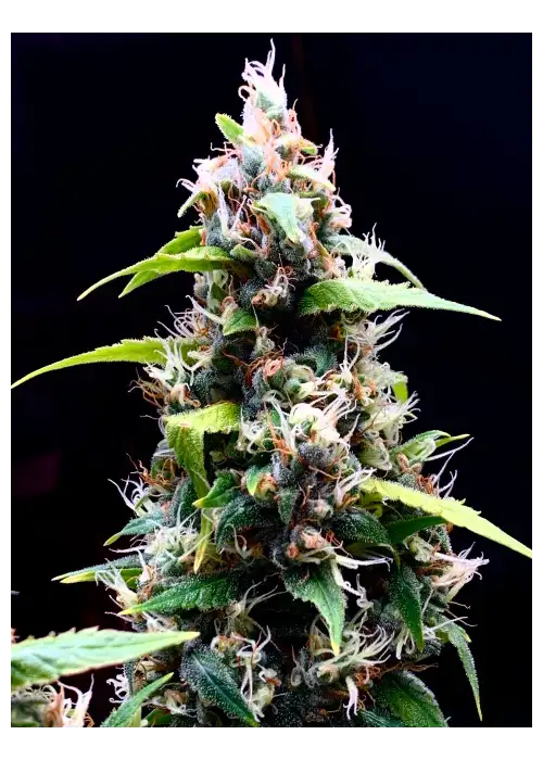 Sour Puffs regular by Doctor's Choice, Photoperiod cannabis strain