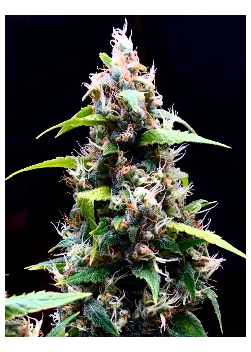 Sour Puffs by Doctor's Choice, Photoperiod cannabis strain