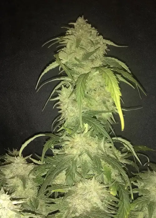 Sour Raspberry Kush Auto by Wicked Pissah Seeds, Autoflower cannabis strain
