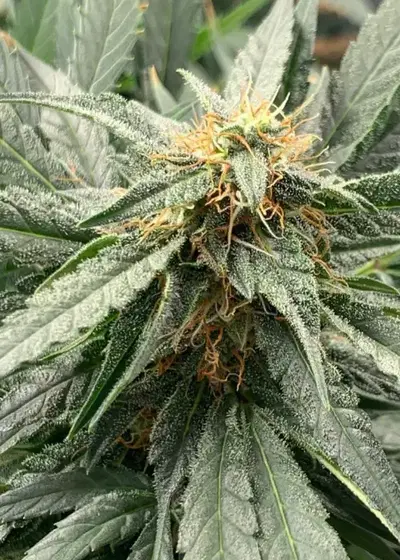 Sour Sheriff by Wicked Pissah Seeds, Autoflower cannabis strain