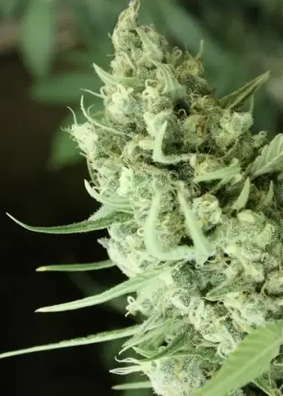 Sour Smurf by The Devils Harvest Seeds, Photoperiod cannabis strain