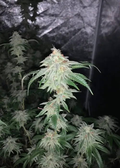 Sour Sorbet by DNA Genetics, Photoperiod cannabis strain