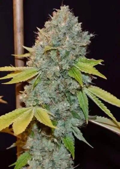 Sour Stash cannabis strain
