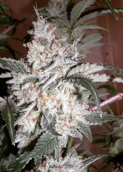 Sour Strawberry by B.O.G. Seeds, Photoperiod cannabis strain