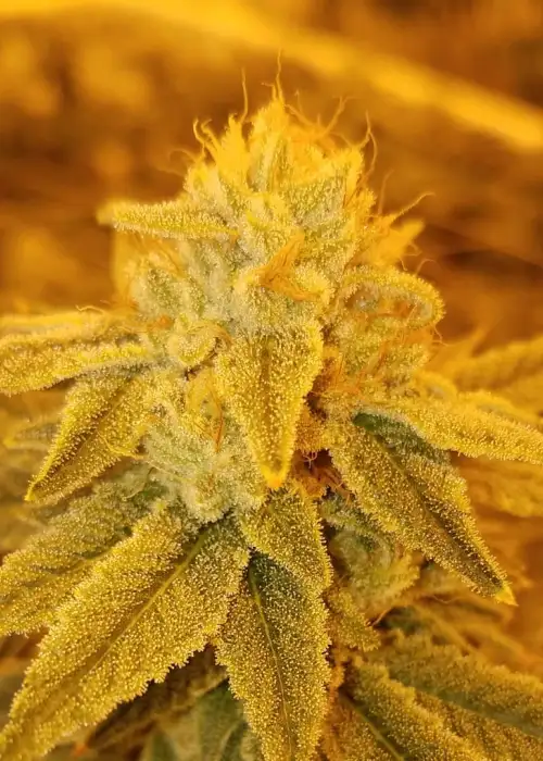 Sour Sundae by Cannarado Genetics, Photoperiod cannabis strain