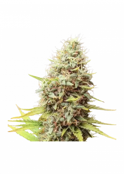 Sour Tangie Dawg by Super Sativa Seed Club, Photoperiod cannabis strain