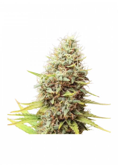 Sour Tangie Dawg by Super Sativa Seed Club, Photoperiod cannabis strain