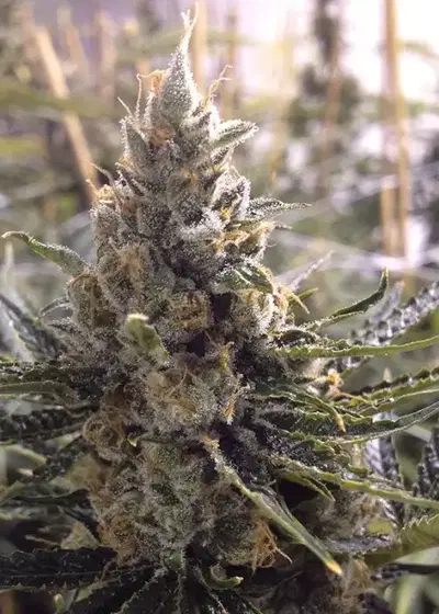 Sour Tangie by Dark Heart Nursery, Photoperiod cannabis strain