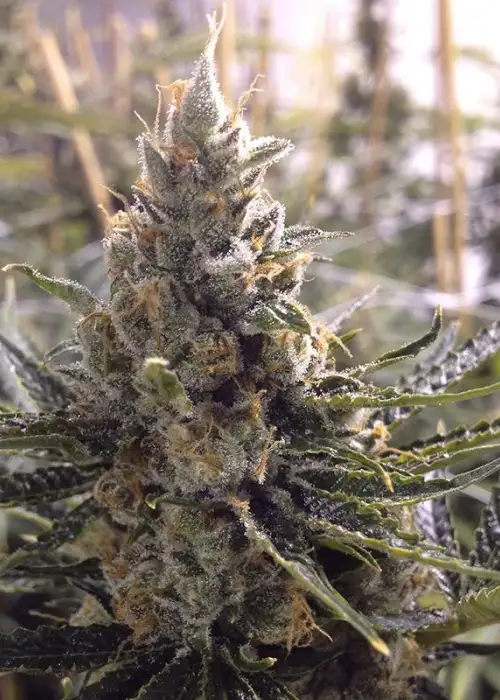 Sour Tangie by Dark Heart Nursery, Photoperiod cannabis strain