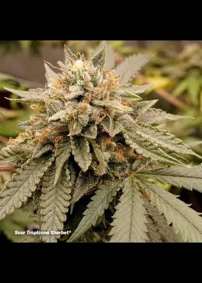 Sour Tropicana Sherbet by Dutch Passion, Photoperiod cannabis strain