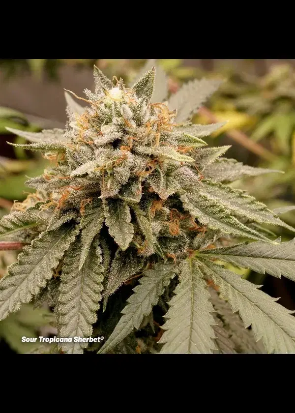 Sour Tropicana Sherbet by Dutch Passion, Photoperiod cannabis strain