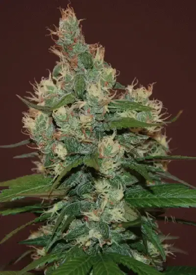 Sour Turbo Diesel (S.T.D) by Cream of the Crop Seeds, Photoperiod cannabis strain