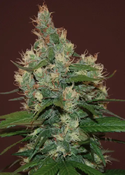 Sour Turbo Diesel (S.T.D) by Cream of the Crop Seeds, Photoperiod cannabis strain