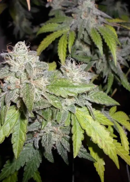 Sour Walker by Pheno Finder Seeds, Photoperiod cannabis strain