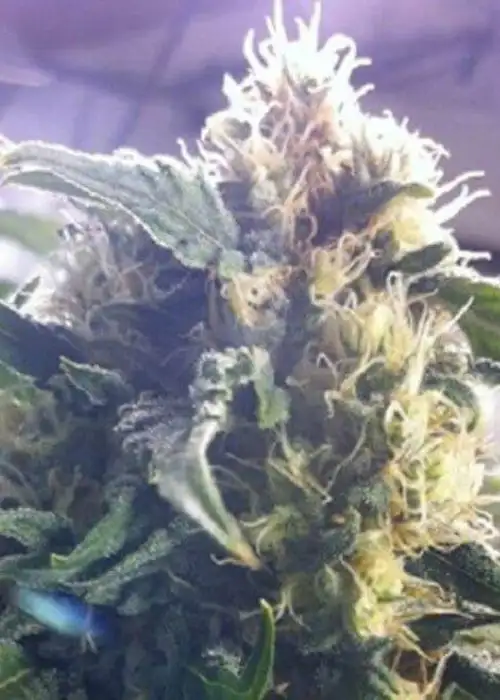 Sour White by 710 Genetics, Photoperiod cannabis strain