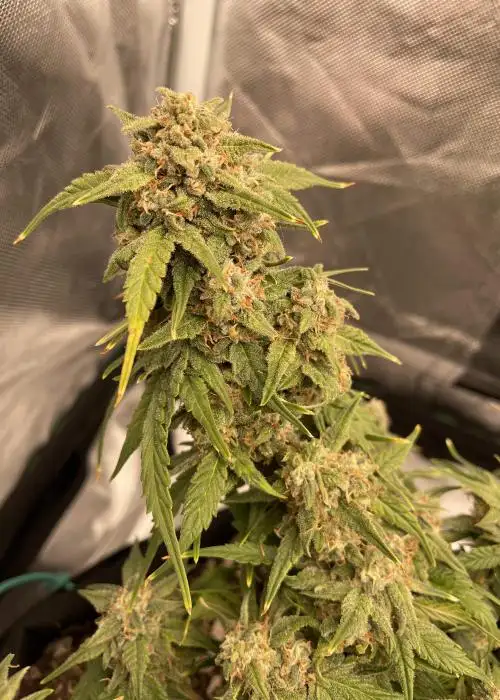 Sour Zkittles Skunk by SoFem Genetics, Autoflower cannabis strain