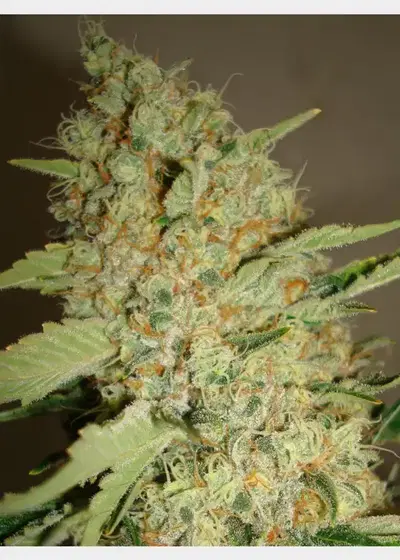 SourStar by HortiLab Seeds, Photoperiod cannabis strain