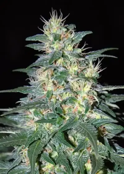 South African Kwazulu by World of Seeds, Photoperiod cannabis strain
