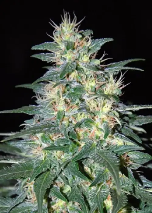 South African Kwazulu by World of Seeds, Photoperiod cannabis strain