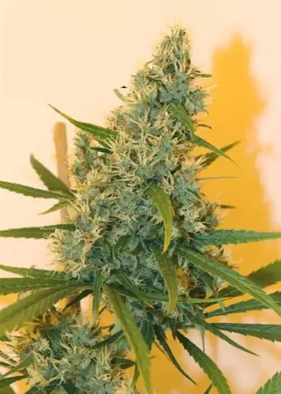 South Star by Kiwi Seeds, Photoperiod cannabis strain