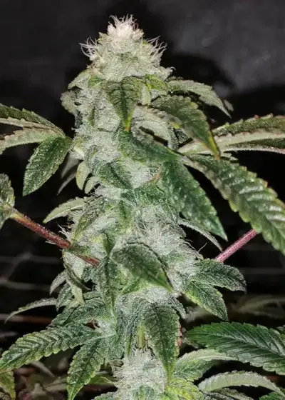 Sowah Sherbert by Pheno Finder Seeds, Photoperiod cannabis strain