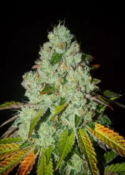 Sowahh Sherb by Karma Genetics, Photoperiod cannabis strain