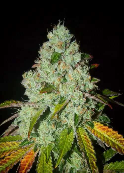 Sowahh Sherb by Karma Genetics, Photoperiod cannabis strain