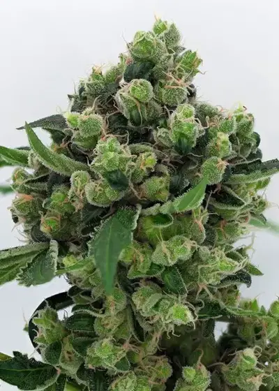 Sowahh by Karma Genetics, Photoperiod cannabis strain