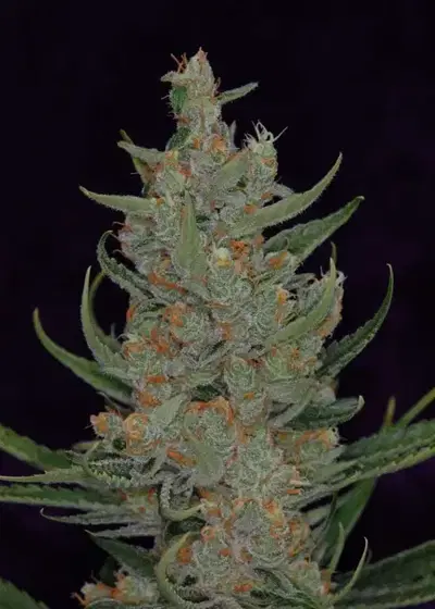 Space Bomb cannabis strain
