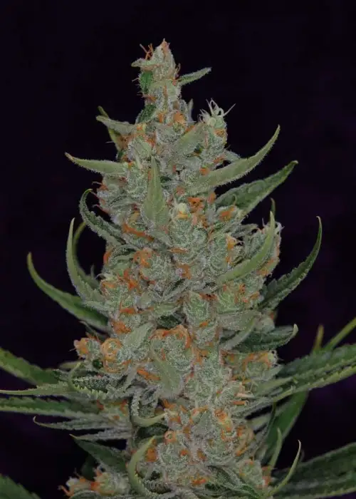 Space Bomb by TGA Genetics Subcool Seeds, Photoperiod cannabis strain