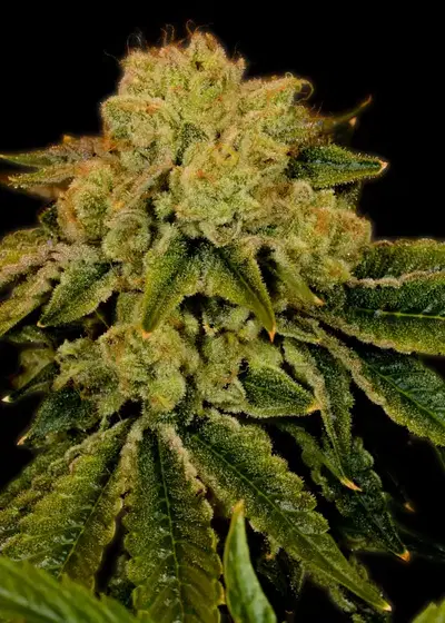 Space Cake by Copenhagen Seed Company, Photoperiod cannabis strain
