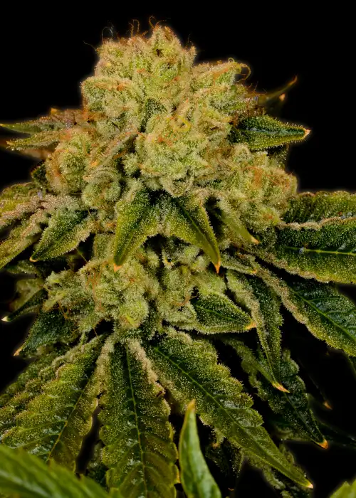 Space Cake by Copenhagen Seed Company, Photoperiod cannabis strain