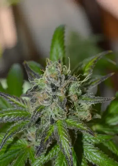 Space Candy by TGA Genetics Subcool Seeds, Photoperiod cannabis strain