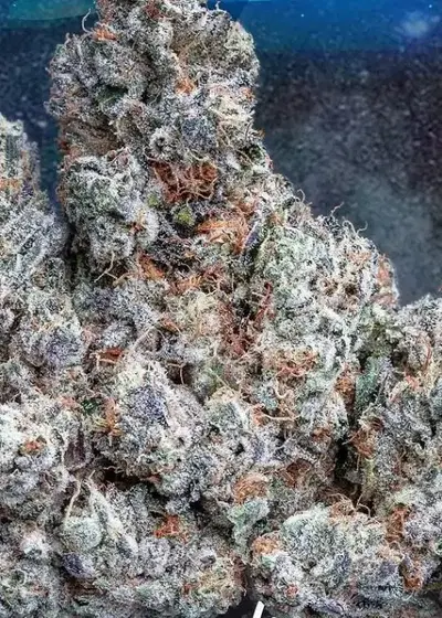 Space Center by Jungle Boys, Photoperiod cannabis strain