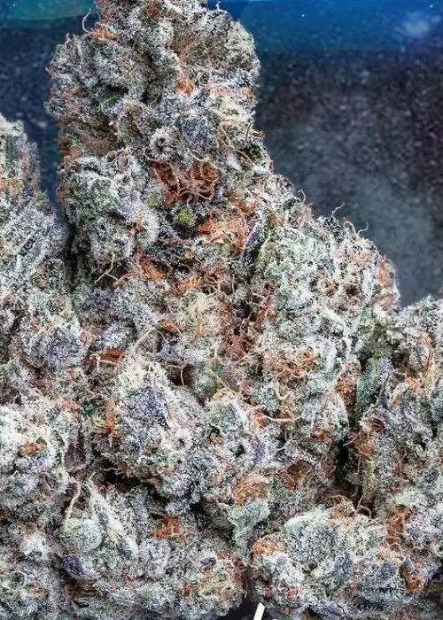 Space Center by Jungle Boys, Photoperiod cannabis strain