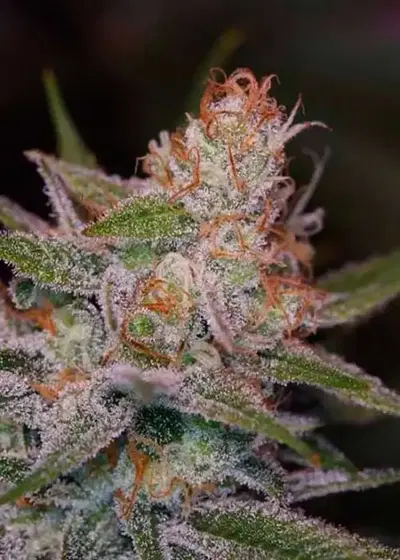 Space Dawg by TGA Genetics Subcool Seeds, Photoperiod cannabis strain