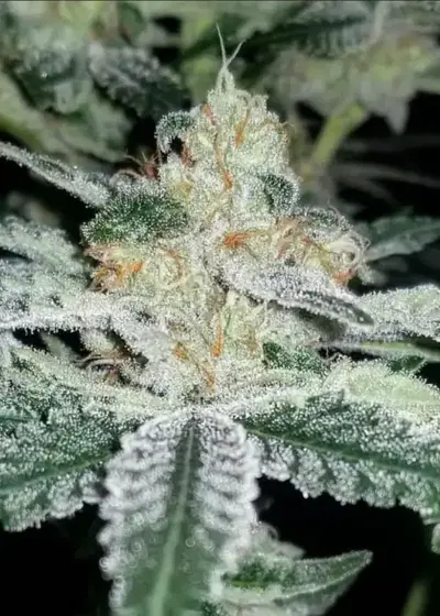 Space Force by Irie Genetics, Photoperiod cannabis strain