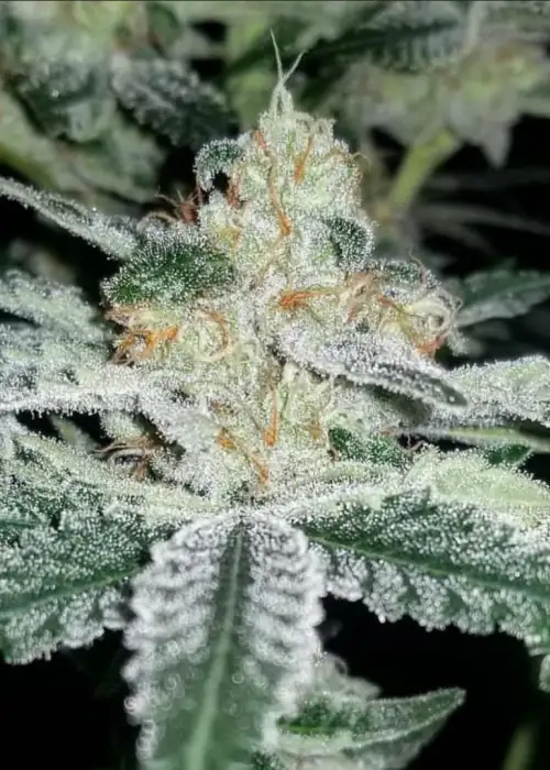 Space Force by Irie Genetics, Photoperiod cannabis strain